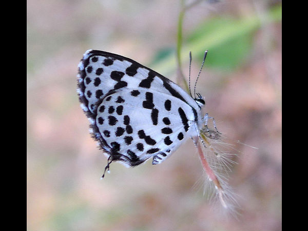 4 Popular Butterfly Parks in India 4 Popular Butterfly Parks in India