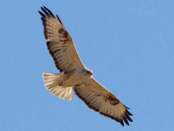Top Wildlife Destinations in Rajasthan Top Wildlife Destinations in Rajasthan