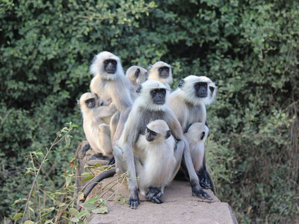 Top Wildlife Destinations in Rajasthan Top Wildlife Destinations in Rajasthan
