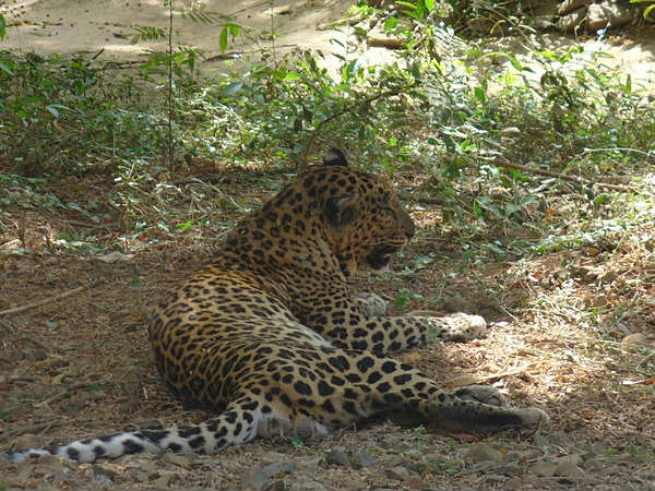 Sanjay Gandhi National Park in Mumbai Sanjay Gandhi National Park in Mumbai