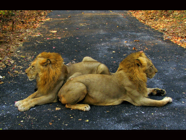 Sanjay Gandhi National Park in Mumbai Sanjay Gandhi National Park in Mumbai