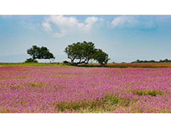 Kaas - Valley Of Flowers In Maharashtra Kaas - Valley Of Flowers In Maharashtra