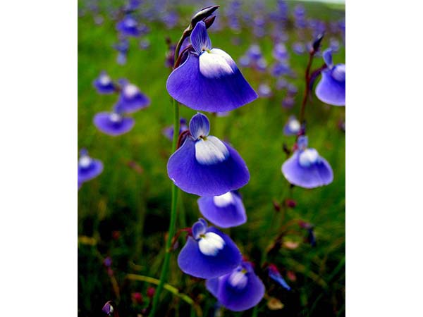 Kaas - Valley Of Flowers In Maharashtra Kaas - Valley Of Flowers In Maharashtra