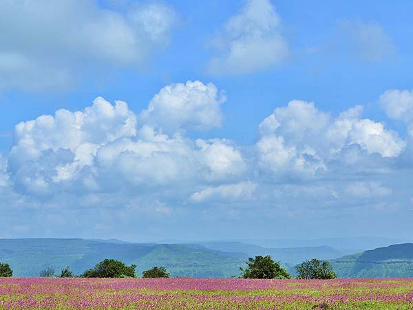 Kaas - Valley Of Flowers In Maharashtra Kaas - Valley Of Flowers In Maharashtra