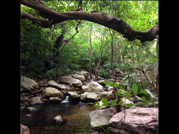 Trekking in the Nagalapuram Hill Trekking in the Nagalapuram Hill