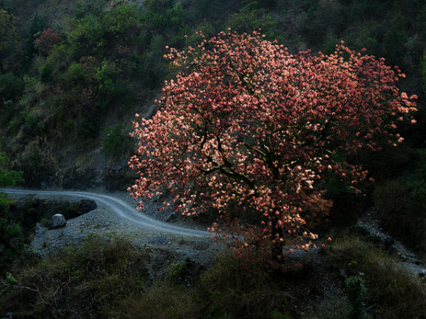 pangot in uttarakhand pangot in uttarakhand