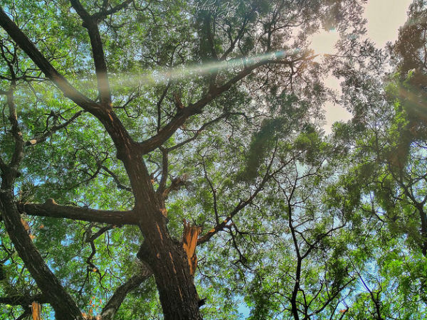 Ganeshgudi: Paradise For Birdwatchers Ganeshgudi: Paradise For Birdwatchers