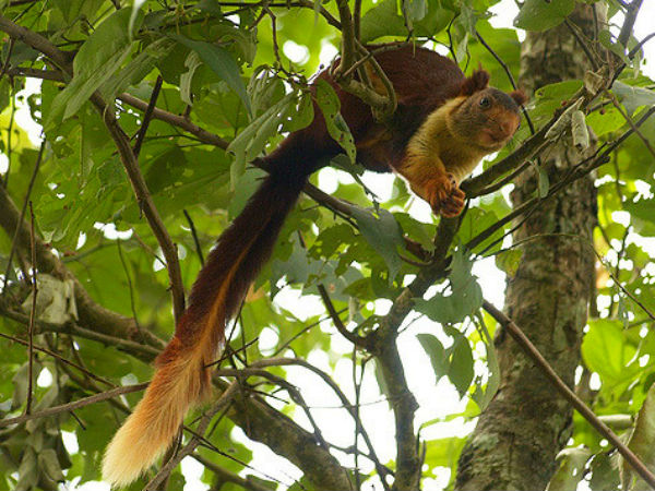 Ganeshgudi: Paradise For Birdwatchers Ganeshgudi: Paradise For Birdwatchers