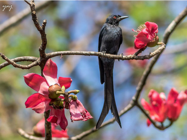 Ganeshgudi: Paradise For Birdwatchers Ganeshgudi: Paradise For Birdwatchers