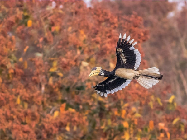 Ganeshgudi: Paradise For Birdwatchers Ganeshgudi: Paradise For Birdwatchers