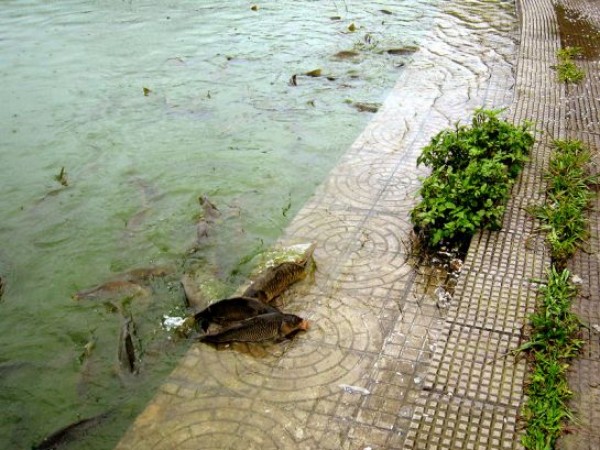 Mandi photos, Rewalsar Lake - fish!! Mandi photos, Rewalsar Lake - fish!!