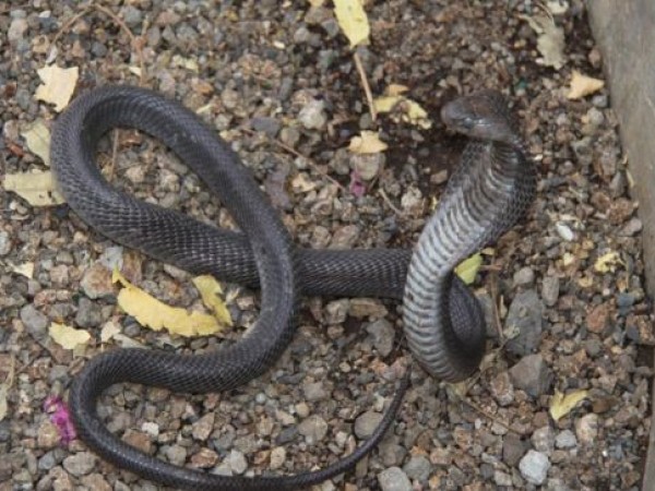 Rajkot photos, Hingolgadh - Cobra Rajkot photos, Hingolgadh - Cobra