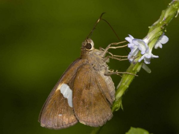 Namdapha National Park photos, Common Banded Butterfly Namdapha National Park photos, Common Banded Butterfly