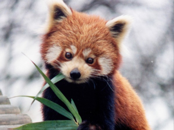 Bomdila photos, Eaglenest Wildlife sanctuary - red panda Bomdila photos, Eaglenest Wildlife sanctuary - red panda