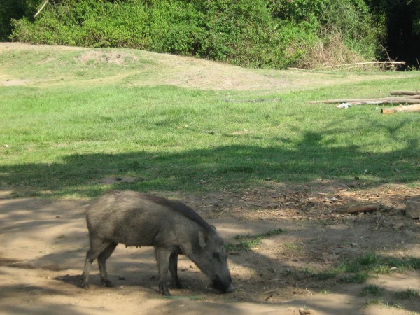 Bandipur photos, Bandipur National Park - Wild Boar Bandipur photos, Bandipur National Park - Wild Boar
