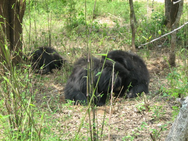 Bannerghatta photos, Bannerghatta National Park - Bear Hug! Bannerghatta photos, Bannerghatta National Park - Bear Hug!