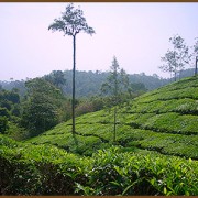 Olives Homestay