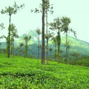 Planet Green Plantation Resorts