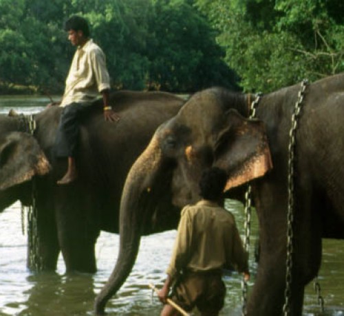 Ambatty Green Resort and Spa