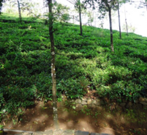 Tea plantation 4