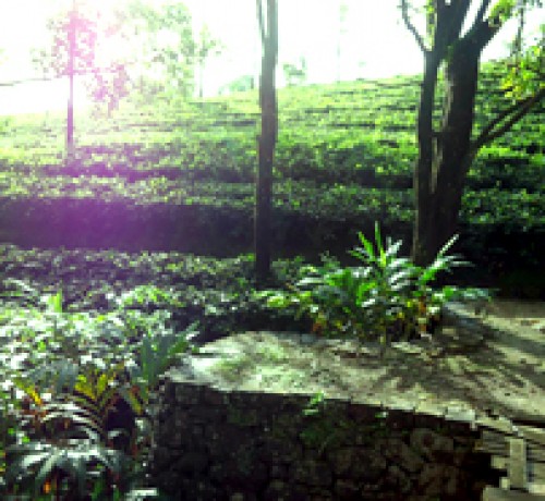 Tea plantation