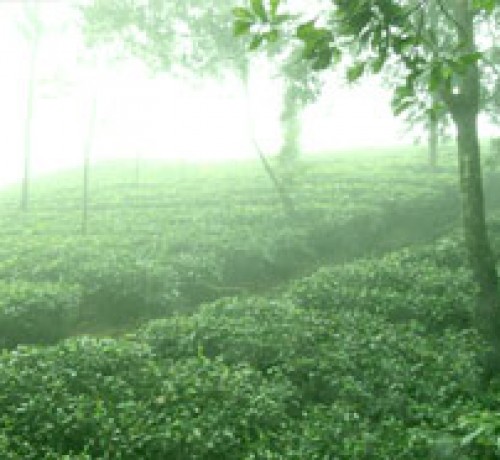 Tea Plantation 1