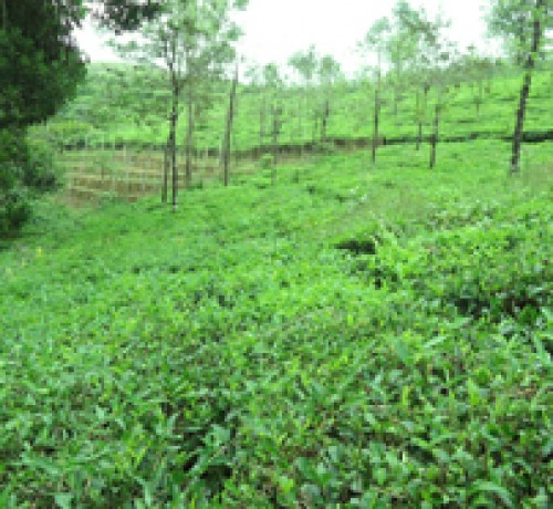 Tea plantation 2