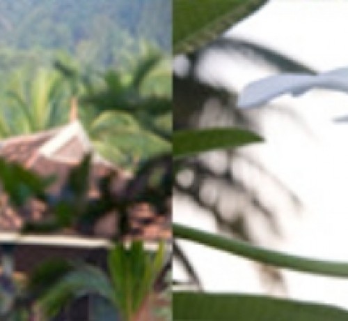 Plant and animal species