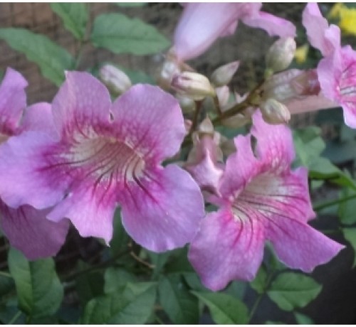 Flower in the Resort