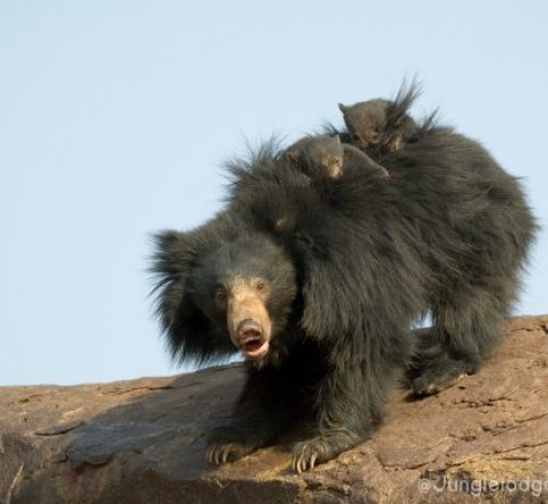 Wildlife at the resort