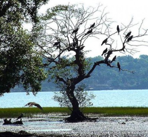 Birds at Chapora River