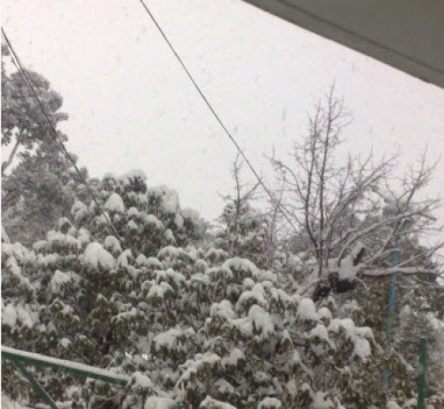 Snow through the trees