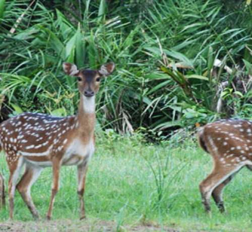 Stroll through the woods