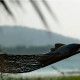 Hammock