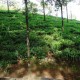 Tea plantation 4