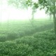 Tea Plantation 1