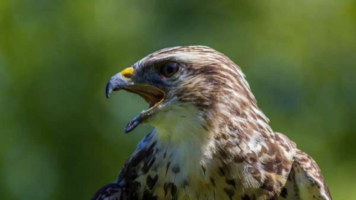 Pangti Village Of Nagaland, Tourist Places & How to Reach