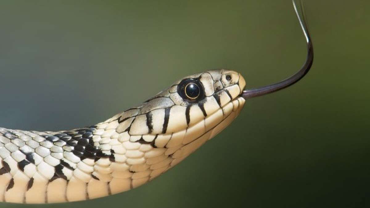 World Snake Day 2022 Most Dangerous Snake Islands In The World
