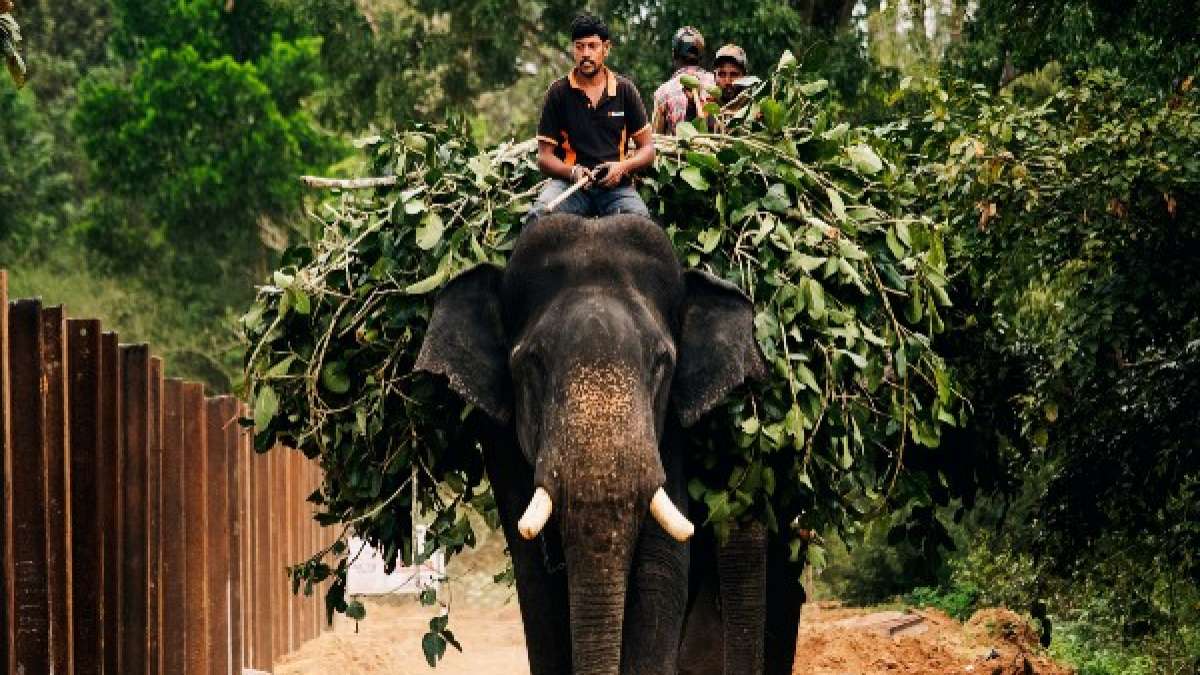Sakrebailu Elephant Camp Shimoga Timings, Ticket Fee, Attractions and