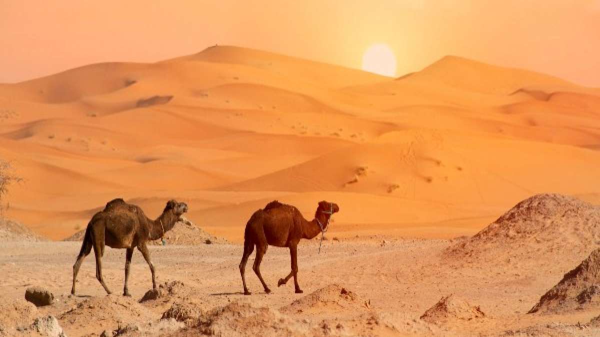 Sahara Desert Information Location Facts And History Nativeplanet Sahara Desert Information Location Facts And History Nativeplanet