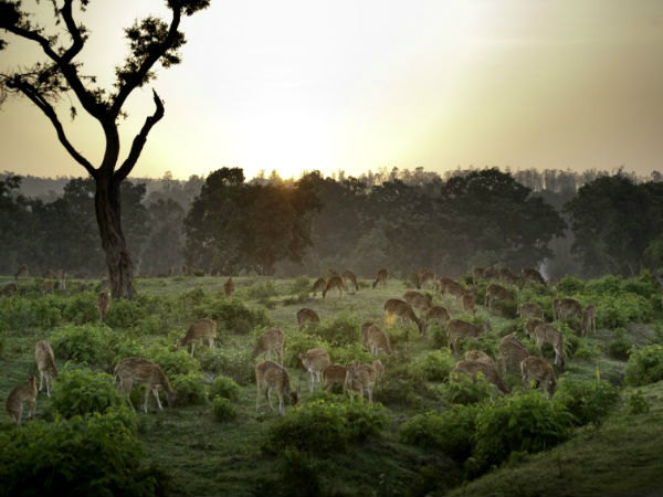 Bandipur, Karnataka