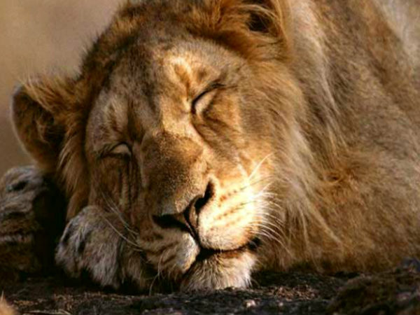Gir National Park and Sanctuary, Gujarat