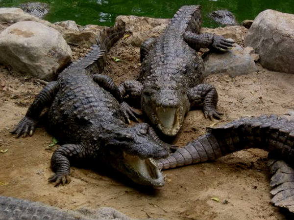Crocodile Bank