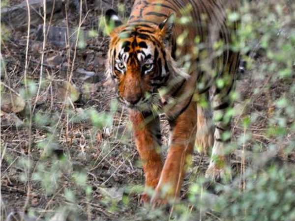 Ranthambore National Park, Rajasthan Ranthambore National Park, Rajasthan