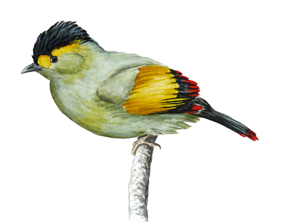Bugun Liocichla