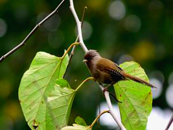 Rusty-fronted Barwing
