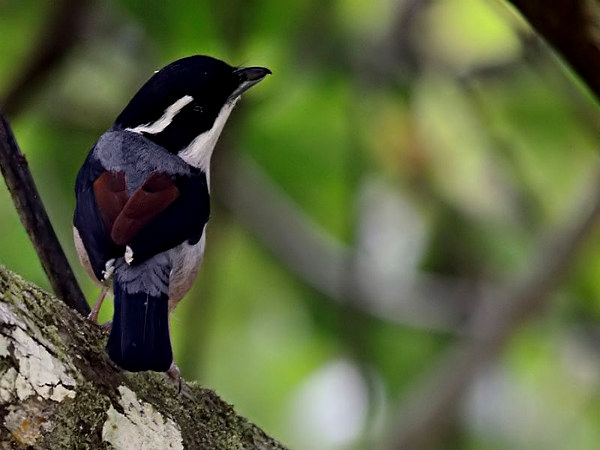 Shrike Babbler