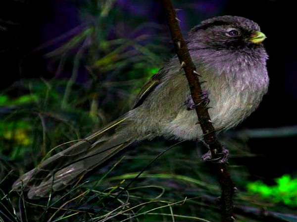 Parrotbill