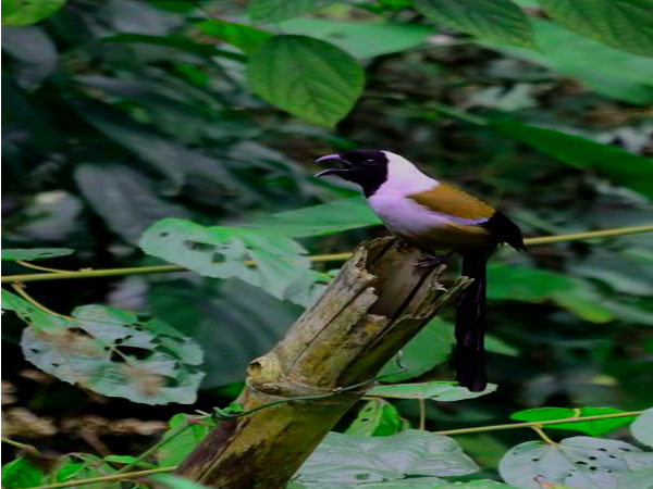 Collared Treepie