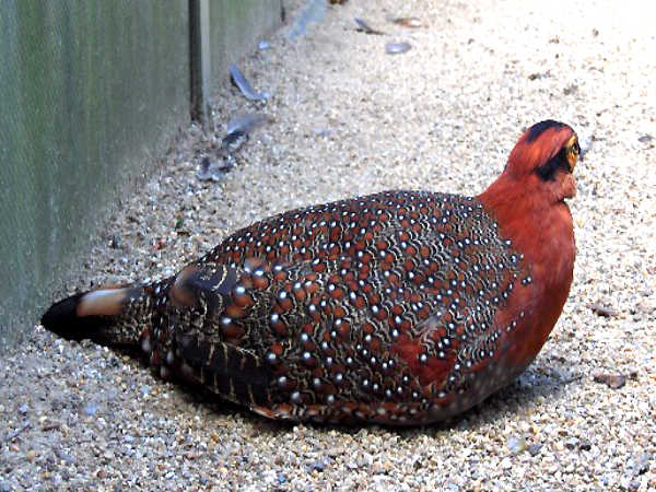 Blyth's Tragopan
